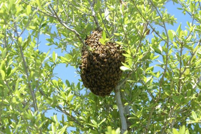 bees