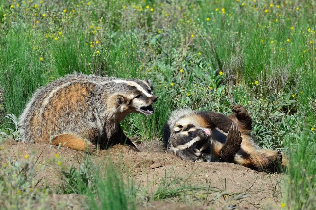 Putin Built Compound Near Sochi for Pet Honey Badgers (Satire) Putin