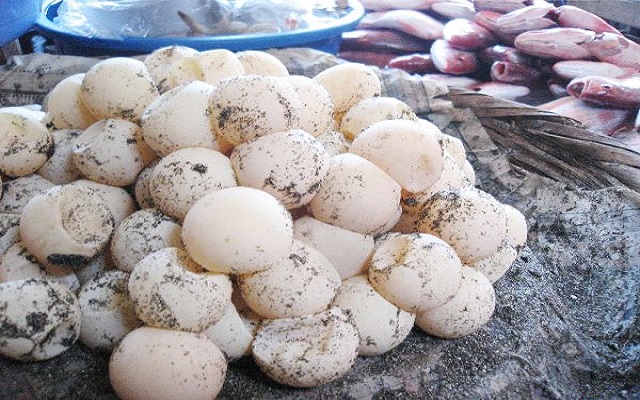 Man faces jail time again for poaching sea turtle eggs