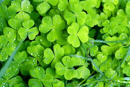 Saint Patrick's Day Supports Culture and Reinforces Sense of Identity Saint Patrick