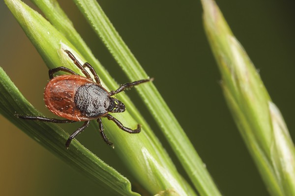 Andrea Caesar: On Her Battle With Lyme Disease and Her Book A Twist of Lyme 1 Andrea Caesar: On Her Battle With Lyme Disease A Twist of Lyme (Interview)