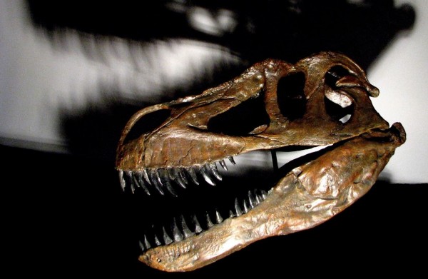 Dinosaur Species Discovered Is Largest Predator Found in Europe dinosaur