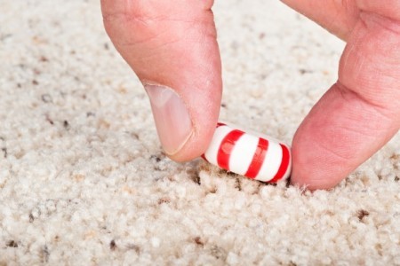 Five Second Rule Not Just Old Wives' Tale