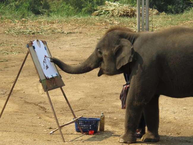 Elephants may be much smarter than believed Elephants