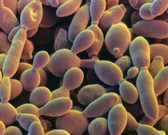 synthetic chromosome