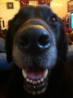 Atticus Is a Dog Worth Knowing 3 dog