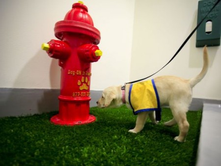 Detroit Metropolitan Airport Installs Indoor Service Dog Potties 2 Detroit