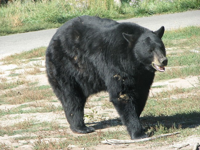Bear