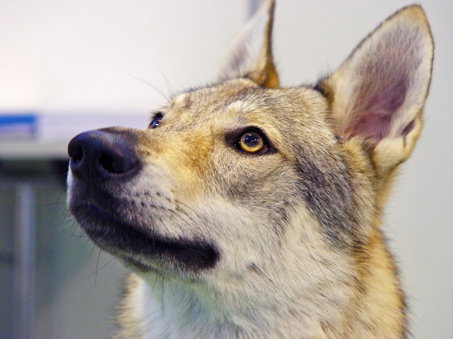 Breast Cancer Fetched by Dogs Breast Cancer