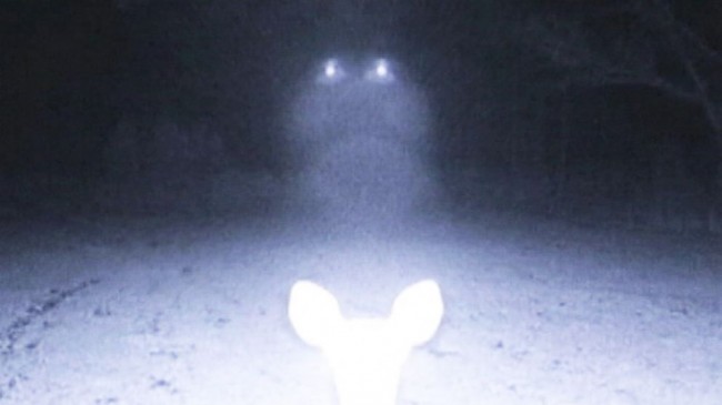 UFO deer