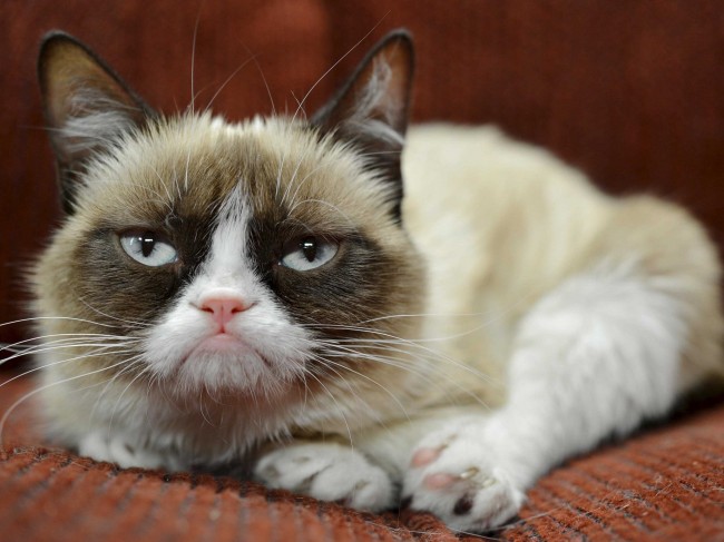 Grumpy Cat Frisky for Endorsement