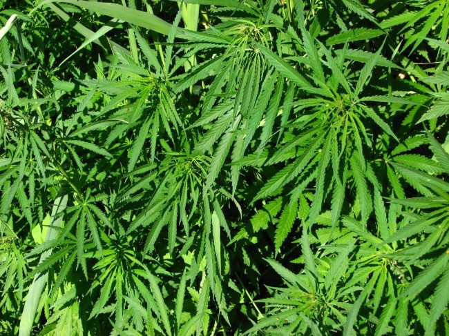 marijuana california oregon