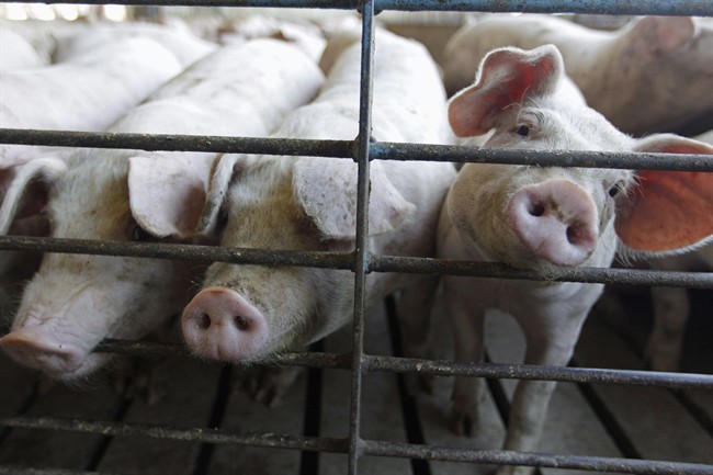 U.S. Farms Hit Hard With Disastrous Pig Disease