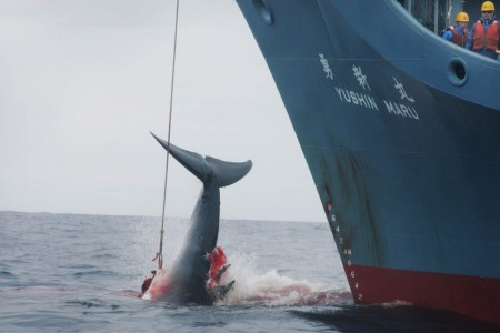 Whaling in Japan Prohibited: Great Victory for Sea Shepherd Whaling in Japan Prohibited