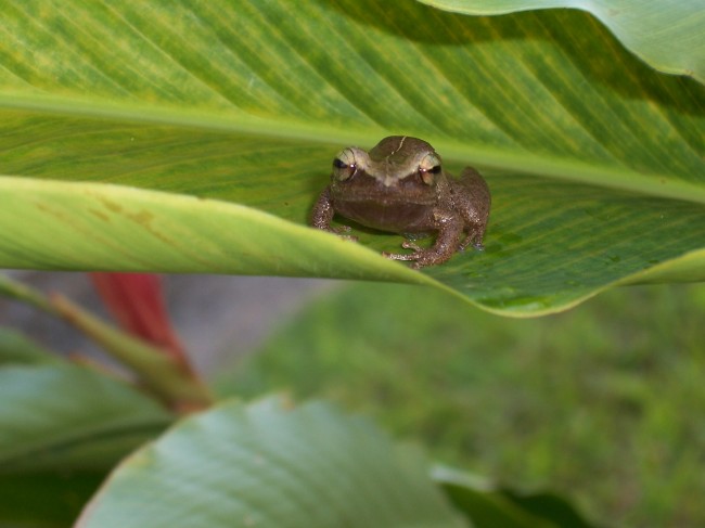 Climate Change Makes Its First Victim: Coqui Frog climate change