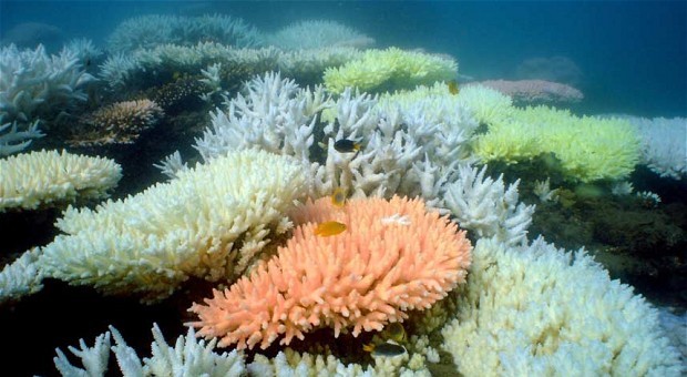 Coral Protein May Prevent HIV HIV