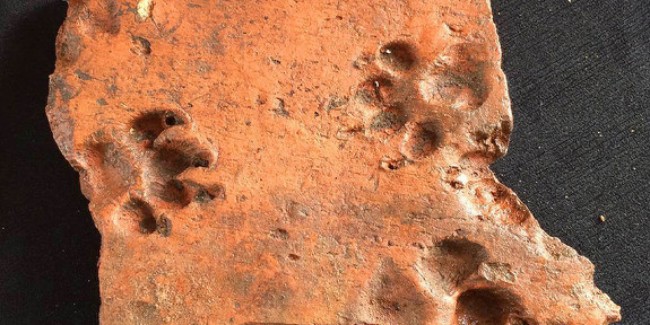 puppy paw prints