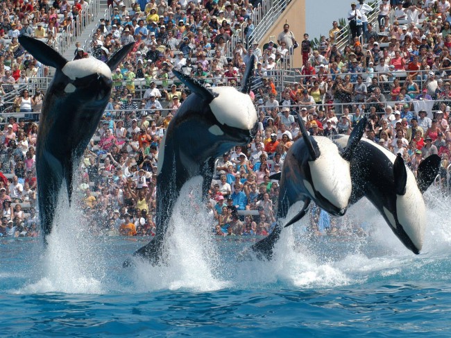 Orca Ban Delayed in California orca, california