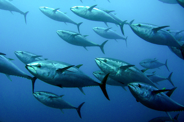 Radiation From Fukushima Nuclear Meltdown Found in Albacore Tuna