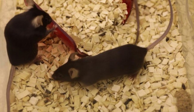 Heavy-Weight Mice Created for Tissue Mapping: A Scientific First heavy-weight