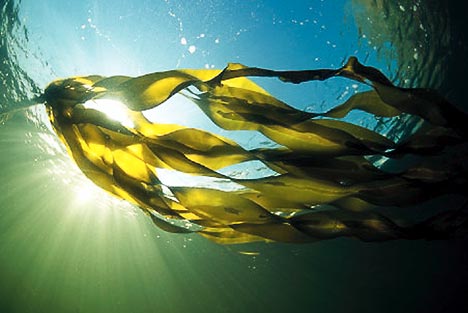 Seaweed Based 3D Printed Medical Implants seaweed