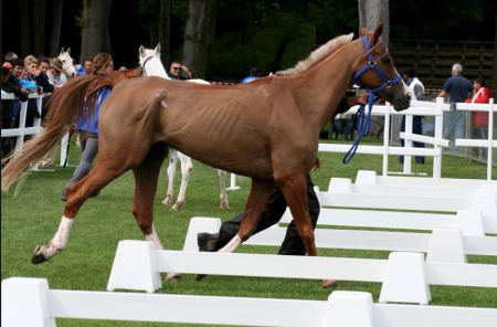 Horse