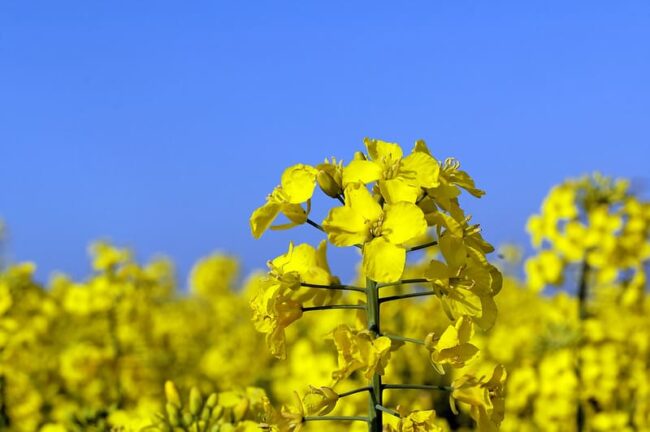 Genetically Modified Organisms and Dangers 1 GMOs