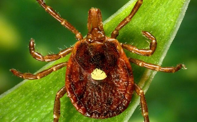 Second Death From Tick-Borne Heartland Virus Reported in Oklahoma Heartland Virus
