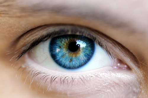 visual cortex