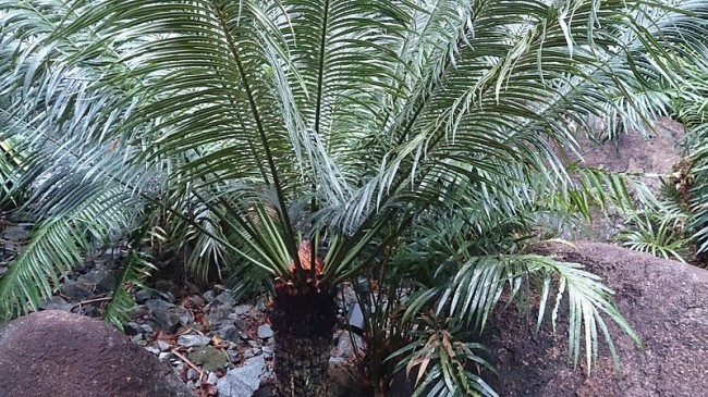 Beware: Sago Palm Will Kill Your Dog sago palm