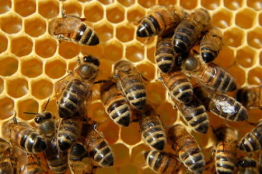 Scientists Say Mystery Why Honey Bee Populations Have Collapsed Due to Insecticides