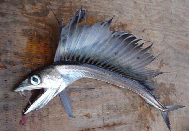 Terrifying Looking Lancet Fish Washes Up on North Carolina Beach