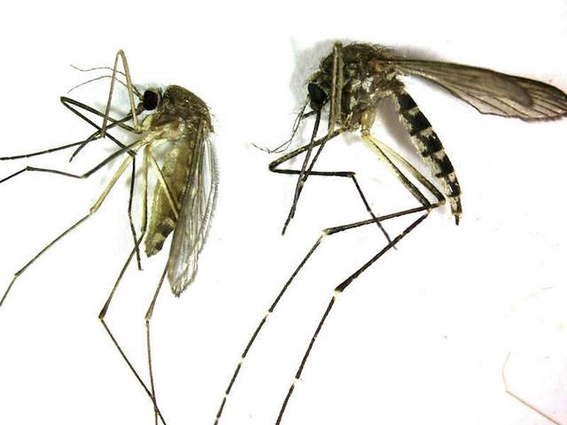 Three States Have Already Reported First Cases of West Nile Virus This Year