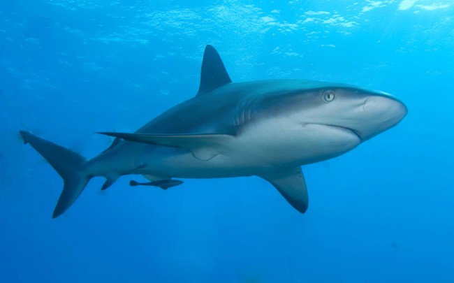 Video Posted of Almost a Dozen Sharks in New Smyrna Beach [Video ...