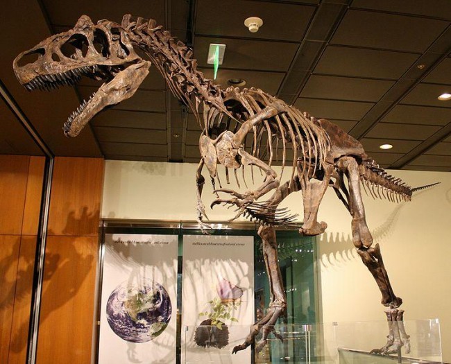 Creation Museum Claims Allosaurus  Skeleton Proves Noah's Flood