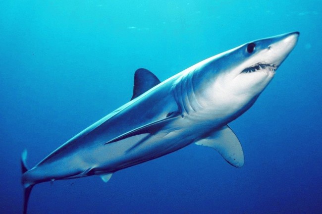 Shark's Great Status Has Smaller Origins shark