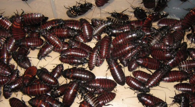 Chinese Woman Shares Home With 100,000 Cockroaches