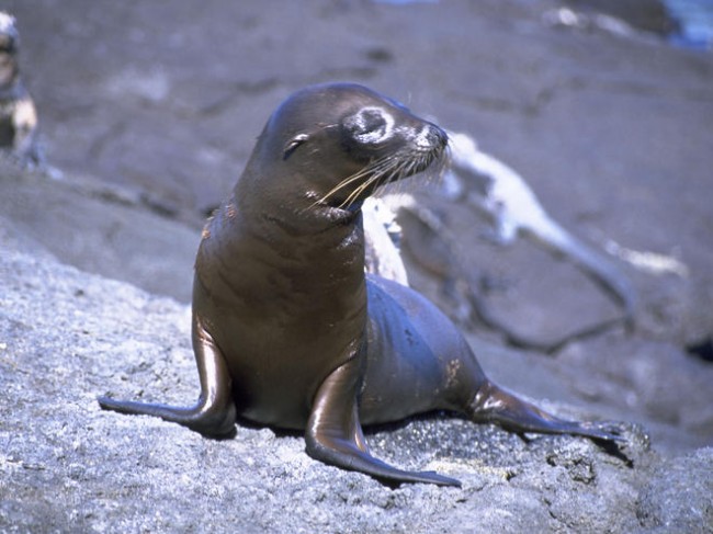 California: Feeding Starving Sea Lions California