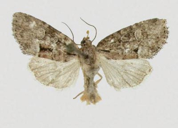 Moth Species Discovered Over 50 Years Ago Named After Cherokee Chief 1 Moth Species Discovered Over 50 Years Ago Named After Cherokee Chief