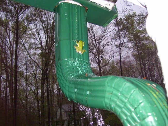 Frogs Use Gutters to Amplify Mating Calls Frogs