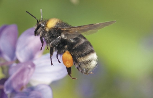 Hope for the Rare Western Bumblebee Yet?