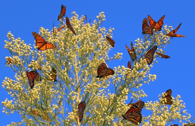 Monarch butterflies