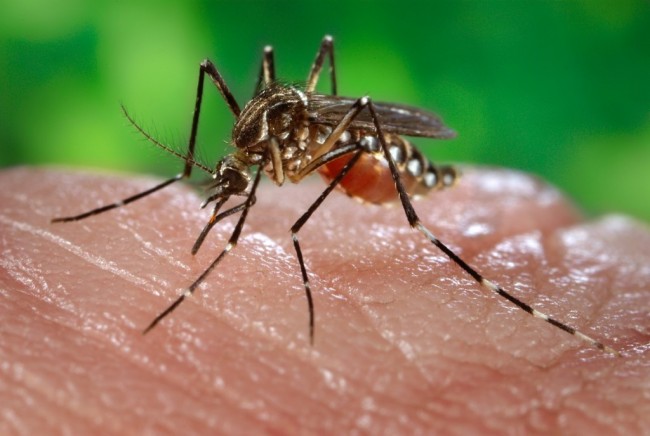 Mosquito-Borne Chikungunya Virus Showing Up in the United States