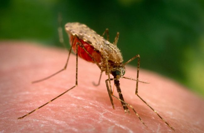 Mosquitoes: How to Avoid Bites Mosquitoes