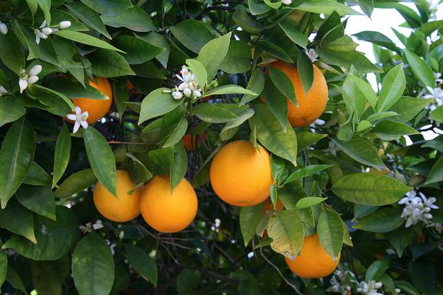 Citrus Growers in California Take a Hit from Freeze and Drought Citrus