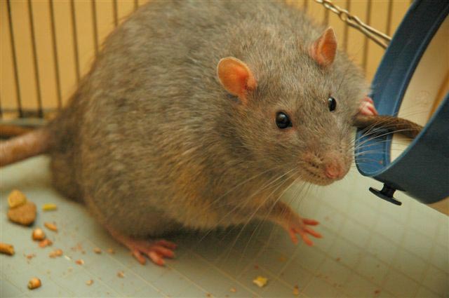 Study Shows Rats Show Regret Rats