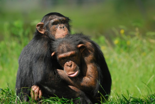 Scientists Believe Herpes Virus in Humans First Started in Chimpanzees ...