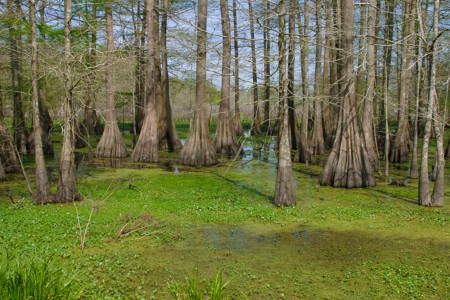 Survivorman and Rugaru [Videos]