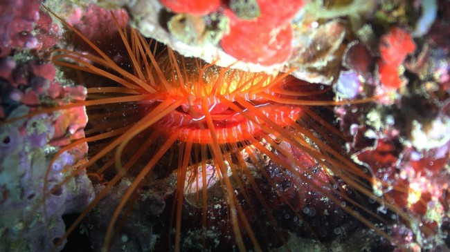 Disco Clams Use Silica Nanospheres to Create Colorful Light Displays