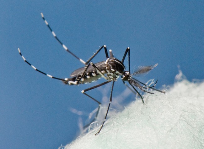 Chikungunya Mosquito Virus Getting More Attention in the U.S. Chikungunya